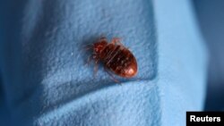 FILE - A bed bug is seen on a glove of a biocide technician from the company Hygiene Premium in L'Hay-les-Roses, near Paris, France, Sept. 29, 2023.