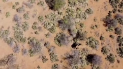 Kenya : sauver les éléphants pour préserver l’environnement 