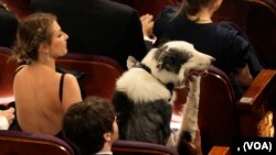 অস্কারে মেসি! তবে ফুটবলার মেসি না। সেরা ফিল্মের জন্য মনোনীত 'দ্য অ্যানাটমি অফ এ ফল' এ যে কুকুর অংশ নিয়েছে, সেই মেসি এখন অস্কার অনুষ্ঠানে আমন্ত্রিত অতিথিদের আসনে বসে আছে।