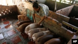 រូបឯកសារ៖ ម្ចាស់កសិដ្ឋានដាក់ចំណីឱ្យសត្វជ្រូក នៅជាយក្រុងភ្នំពេញ កាលពីថ្ងៃទី ២៩ ខែសីហា ឆ្នាំ ២០១៩។ 