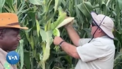 Les fermiers expulsés du Zimbabwe prospèrent en Zambie