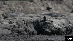 Hippos are stuck in a dried up channel near the Nxaraga village in the Okavango Delta on the outskirts of Maun, Botswana, April 25, 2024. 