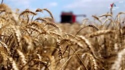 Էրդողանի հետ հանդիպմանը Պուտինը վերստին ստել է՝ այս անգամ սեւծովյան հացահատիկային գործարքից Մոսկվայի դուրս գալու մասին
