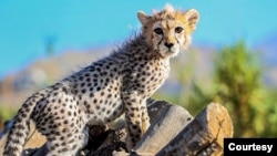 Pirouz توله‌یوز ایرانی «پیروز» که روز نهم اسفند جان باخت