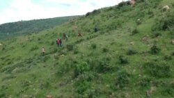 En Ouganda, les réfugiés restaurent des forêts