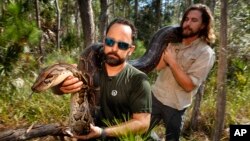Arhiv: Iznošenje ženke Burmanskog pitona, dugačke više od četiri metra i teže gotovo 45 kilograna, iz staništa u Napulju, Florida. (Florida).