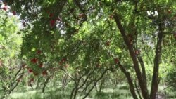 سږ کال په کندهار کې د انارو د حاصلاتو زیاتیدو ته د کروندګرو هیله