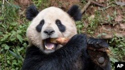 Panda raksasa Yun Chuan di provinsi Sichuan, China, 25 April 2024. (Ken Bohn/Kebun Binatang San Diego via AP)
