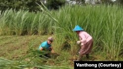 ສວນປູກຫຍ້າພັນ ສໍາລັບລ້ຽງງົວ, ບ້ານໜອງ, ເມືອງຜາໄຊ, ແຂວງຊຽງຂວາງ, ສປປ ລາວ. (ຮູບທີ່ໄດ້ຮັບການສະໜອງຈາກຜູ້ປະກອບການ, ທ່ານວັນທອງ)