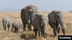 Le parc de Hwange, d'une superficie de quelque 14.600 km2, abrite environ 50.000 éléphants