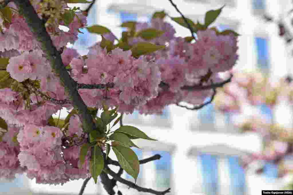 Cherry blossom in Skopje, North Macedonia, 04.04.2024