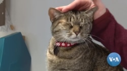 Some Dogs and Cats Use Words to Express Their Needs and Wants