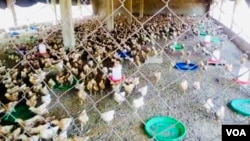 Des poussins de la ferme de M. Zoma, Ouagadougou, le 14 mars 2024 (VOA/Lamine Traoré)