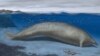 Heaviest Animal Ever May be Ancient Whale Found in Peruvian Desert 