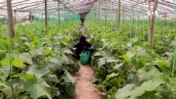 په شنو خونو کې د سبزیو کښت ښه نتیجه ورکړې ده – د کندهار کروندګر