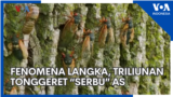 Fenomena Langka, Triliunan Tonggeret “Serbu” AS
