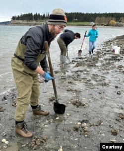 Michael Metzger, assistant investigator at the Pacific Northwest Research Institute, digs for cockles on Whidbey Island in Washington state. He and his team are examining the mollusks for a transmissible cancer that can spread to nearby cockles. (Courtesy: Louise Maxwell, Pacific Northwest Research Institute, Seattle Washington)