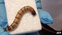 FILE - Zophobas morio, yang larvanya dikenal sebagai "superwom" (cacing super). (Christian Rinke / The University of Queensland / AFP)