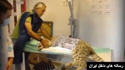 «پیروز» روی تخت بیمارستان.