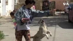 Kimsəsiz heyvanlara qayğı göstərən fəallar qarşılaşdıqları problemlər haqda danışır