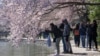 Care, ‘Magic’ Help Cherry Blossom in Washington