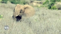 ሕገ ወጥ ሰፈራ በባቢሌ የዝሆኖች መጠለያ ላይ ስጋት መፍጠሩ ተገለጸ
