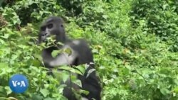 RDC: les affrontements armée-M23 ont aussi un impact sur la faune et la flore