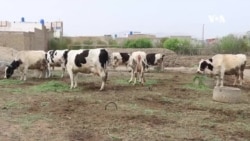 په کندهار کې د زراعتي غواګانو فارمونه مخ په زیاتیدو دي