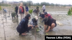 Kegiatan menanam bibit pohon bakau yang dilakukan di pantai Dupa, Kelurahan Layana, Kota Palu, Sulawesi Tengah, Kamis (28 September 2023) (Foto: VOA/Yoanes Litha)