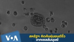 นักวิทย์สหรัฐฯ คิดค้นหุ่นยนต์จิ๋วจากเซลล์มนุษย์