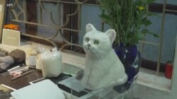 Un artiste vietnamien redonne vie aux animaux de compagnie grâce au filage à l'aiguille