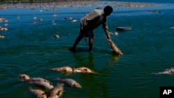 Seorang warga tampak mencari ikan yang masih hidup di antara kumpulan ikan yang mati di tepi Sungai Salado, Buenos Aires, Argentina, pada 22 Januari 2023 saat kekeringan melanda wilayah tersebut. (Foto: AP/Natacha Pisarenko)