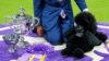 Miniature Poodle Wins Westminster Dog Show 