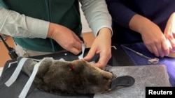 In this screen grab taken from a video, a person puts tape on a platypus in Taronga Wildlife Hospital at Taronga Western Plains Zoo in Dubbo, Australia, July 8, 2024.