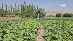 پس از ممنوعیت کوکنار به کشت سبزیجات رو آوردیم ـ دهقانان در بدخشان