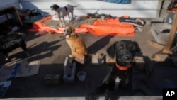 A dog, evacuated from an area flooded by heavy rains, looks out over a gate at a shelter in Canoas, Rio Grande do Sul state, Brazil, May 9, 2024. 
