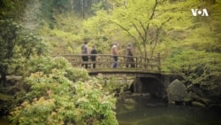 Portland Yapon bağı