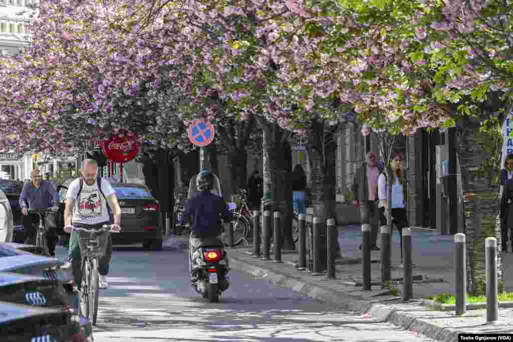 Cherry blossom in Skopje, North Macedonia, 04.04.2024