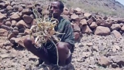 በዋግ ኽምራ ዞን በተባባሰው ረኀብ የሰዎች እና የእንስሳት ሕይወት ማለፉ ተገለጸ