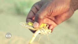 ከአጎራባች ሀገራት የሚገባ የበረሓ አንበጣ ወረርሽኝ ያሰጋት ኤርትራ የመከላከል ጥሪ አደረገች