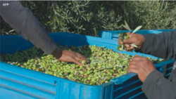 L'huile d'olive sud-africaine a le vent en poupe