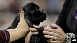 FILE - A judge looks over a cocker spaniel during the sporting group competition at the 141st Westminster Kennel Club Dog Show, Tuesday, Feb. 14, 2017, in New York.