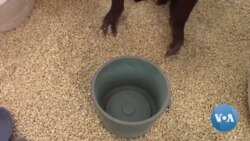 Soaring Maize Prices Threaten Food Security in Malawi