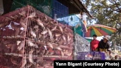 អ្នកលក់ចាបបោះដុំជិតអាស្រមមួយនៅក្រុងសៀមរាបលក់ចាបតាមប្រភេទពូជសត្វ ផ្សេងៗ ក្នុងនិងក្រៅស្រុក ។ (រូបផ្តល់ឱ្យដោយលោក Yann Bigant)