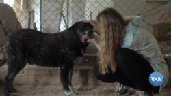 Ukraina: Hayvonlarga g’amxo’r faollar