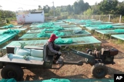 A worker transports bags of coffee beans after drying at a coffee factory in Dak Lak province, Vietnam, Feb. 1, 2024. New European Union rules aimed at stopping deforestation are reordering supply chains.