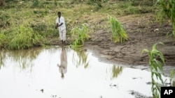 FILE - A man stands on his washed-away maize field in Chiradzulu, Malawi, on March 17, 2023, after Cyclone Freddy destroyed thousands of hectares of crops. Amid the resulting food shortage, Malawi this week banned imports of maize from Kenya and Tanzania over disease concerns.