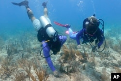 Divers cement coral fragments from a coral nursery into the reef, Aug. 4, 2023, near Key Biscayne, Fla. (AP Photo/Wilfredo Lee, File)