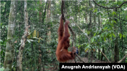 Orangutan Sumatra yang berada di ekowisata Bukit Lawang di Kabupaten Langkat, Sumatra Utara. (Foto: VOA/Anugrah Andriansyah)