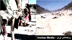 صدها راس الاغ توسط نیروهای سپاه پاسداران به بهانه «قاچاق سوخت» کشته شدند